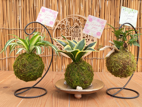 苔玉のイメージ画像