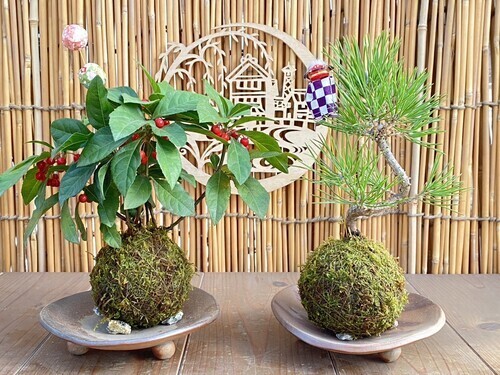 苔玉のイメージ画像