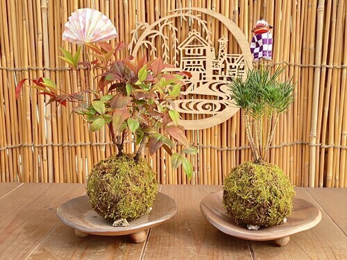 苔玉のイメージ画像