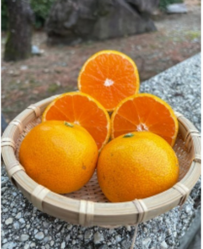 みかん催事 キッチンカー