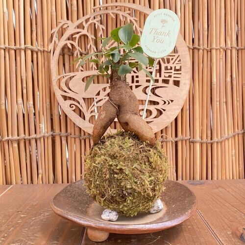 苔玉のイメージ画像