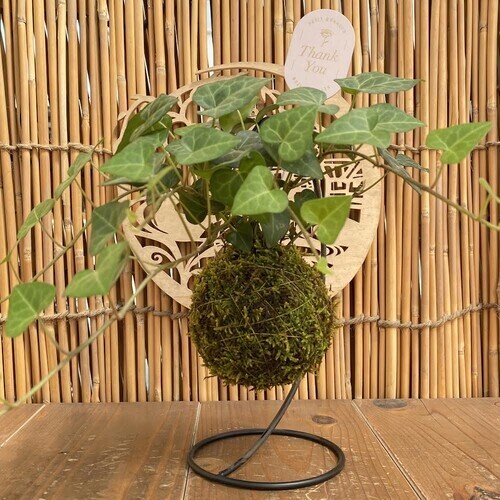 苔玉のイメージ画像