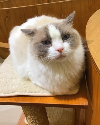 ねこ1