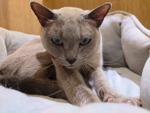 ねこ2