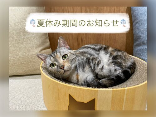 すぅ　お知らせ