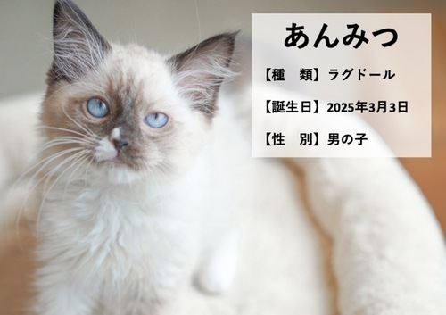 あんみつ