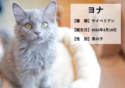 ヨナ