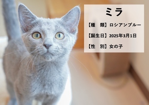 ミラ